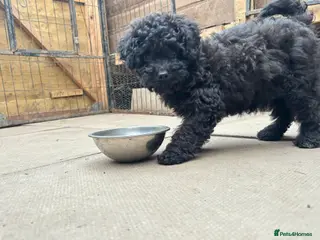 Cavapoo dogs 1 black male puppy ready to leave now - Advert 5