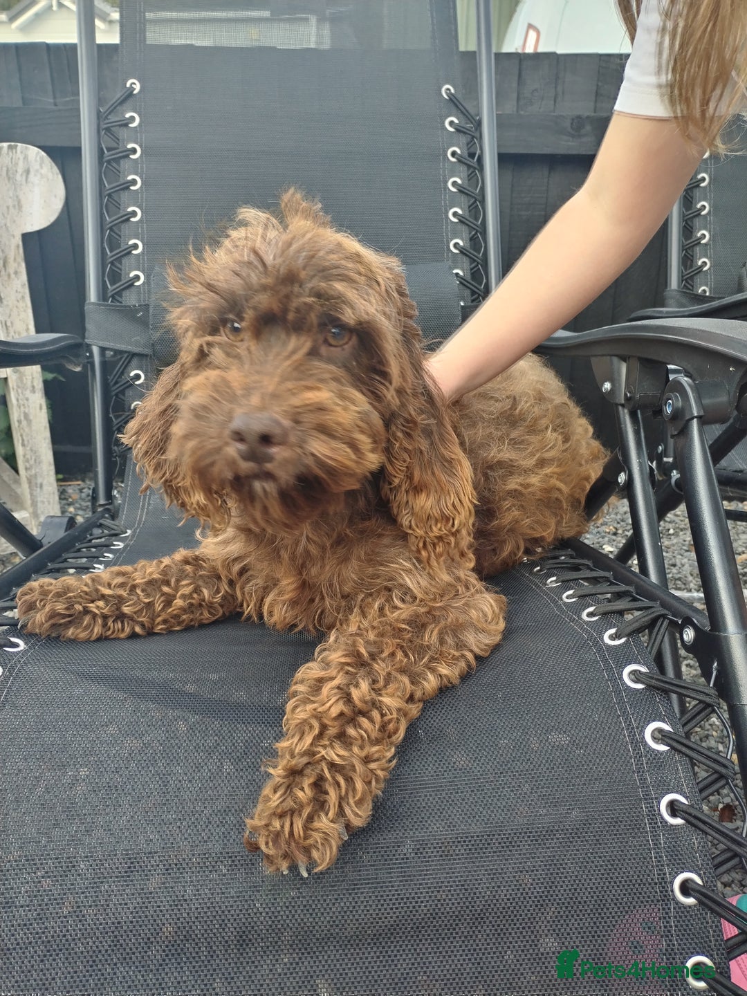 Cockapoo dogs for sale: Cockpoos puppies  - Image 6
