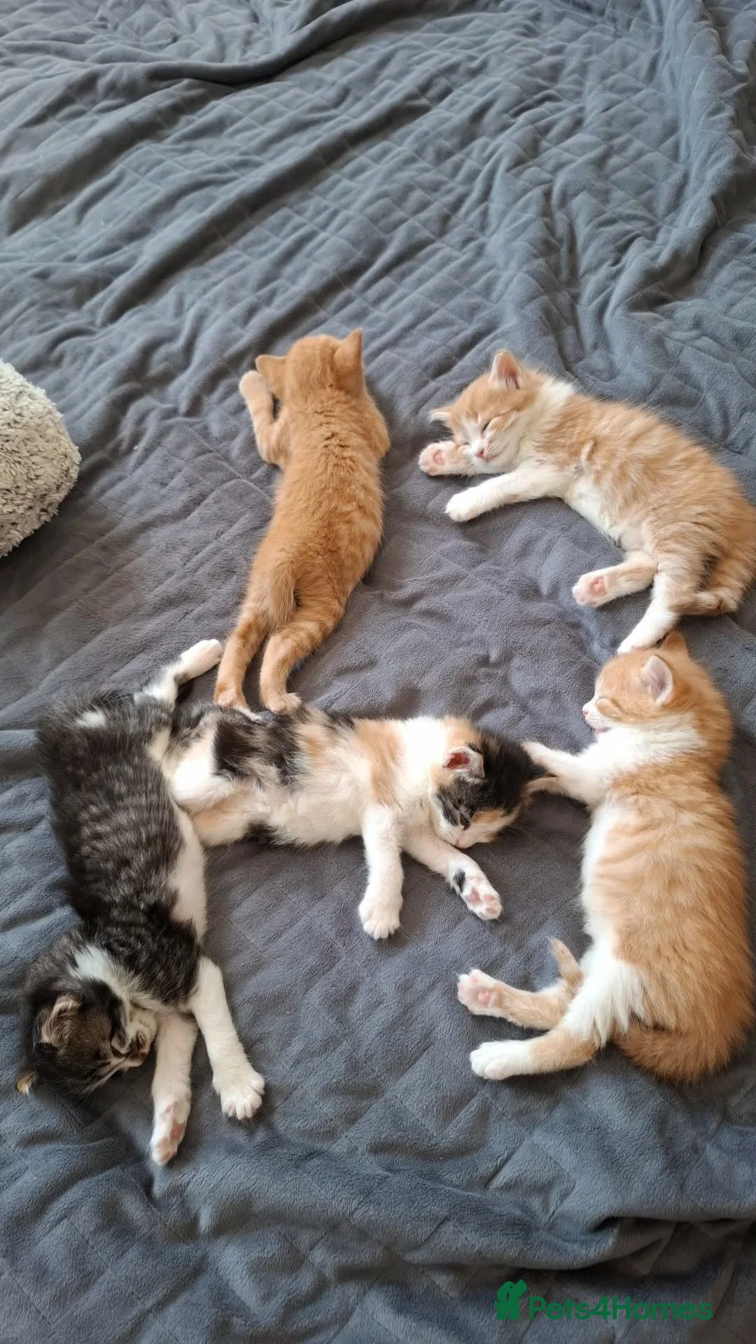 Mixed Breed cats for sale: Female  - Advert 1