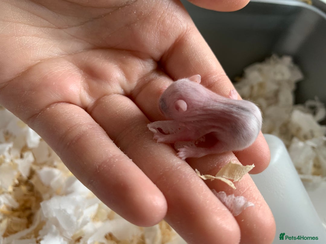 Hamster rodents for sale: Russian dwarfs  - Image 7