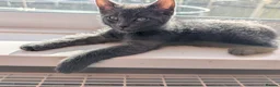 Mixed Breed cats for sale: 4 kittens for sale, ready to go - Advert 7