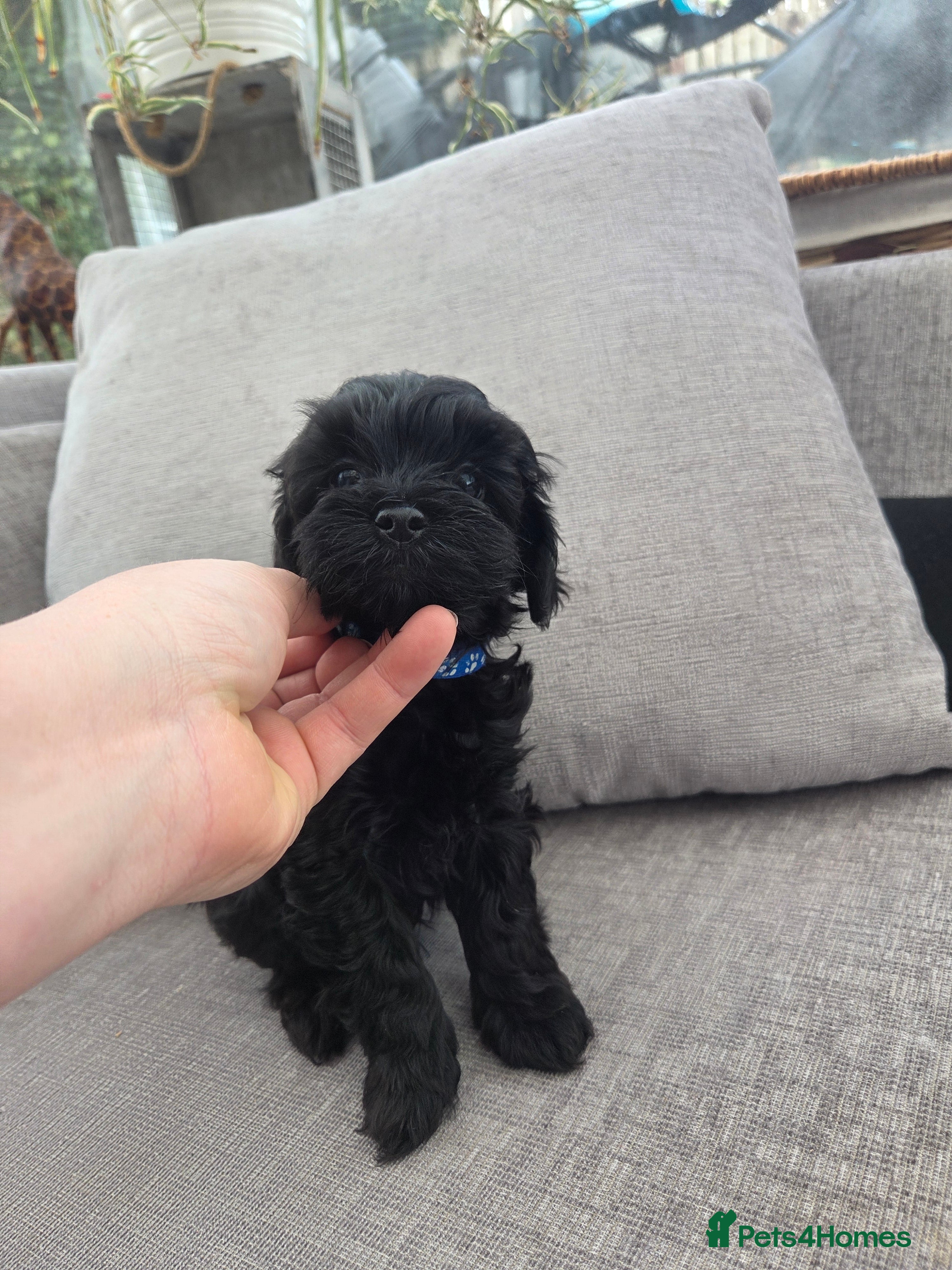 Cockapoo dogs F1B Toy Cockapoo Puppies - Advert 2