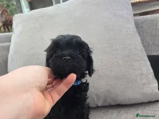 Cockapoo dogs F1B Toy Cockapoo Puppies - Advert 2