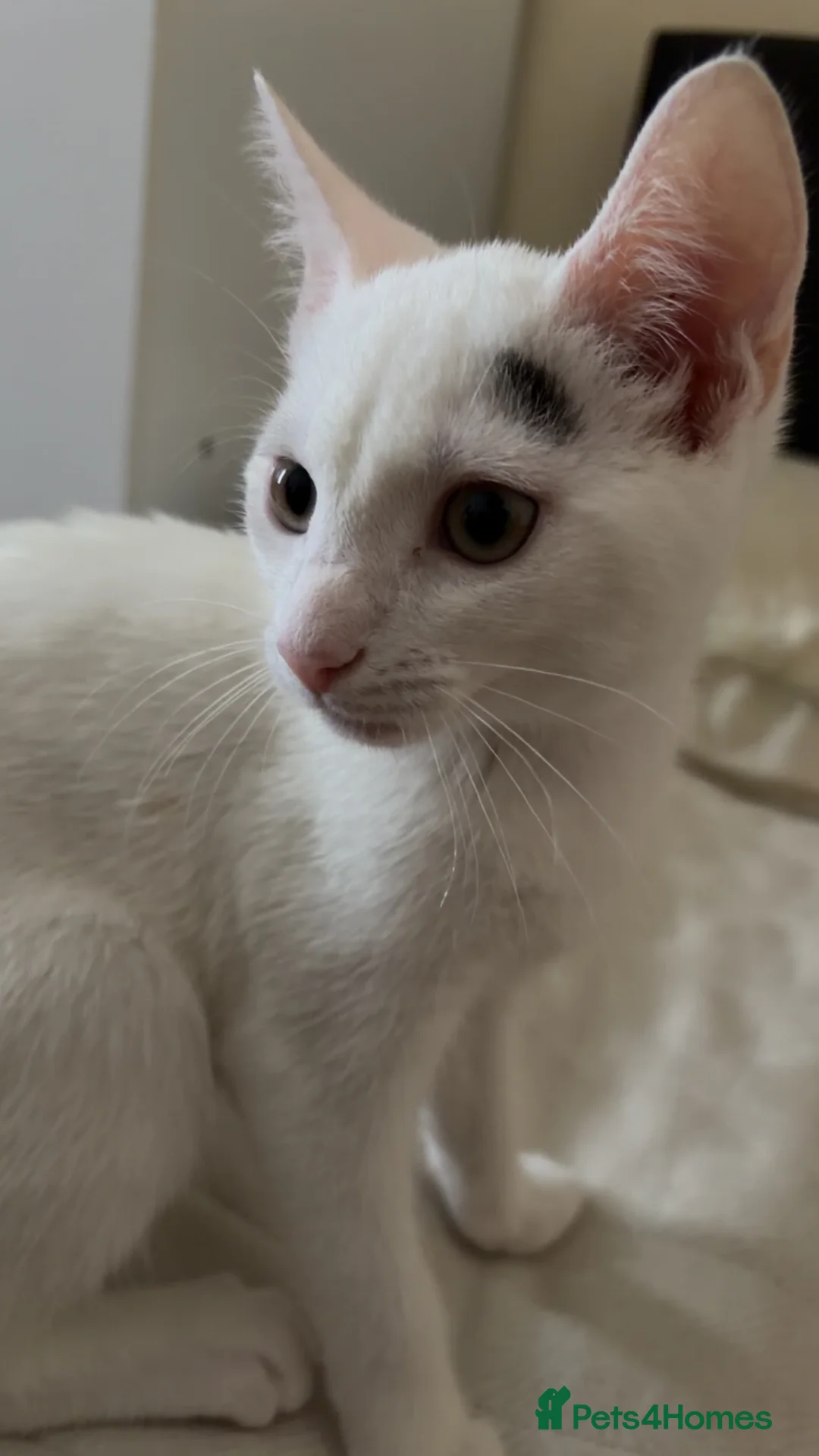 Domestic Shorthair cats for sale: Mellow  in Barking - Advert 5