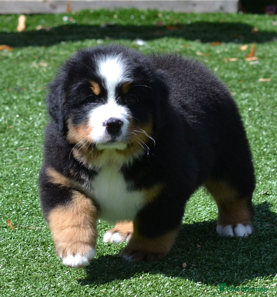 Bernese Mountain Dog dogs for sale: ⭐EXQUISITE IMPORTED LINES KC REGISTERED PUPPIES⭐ - Image 13