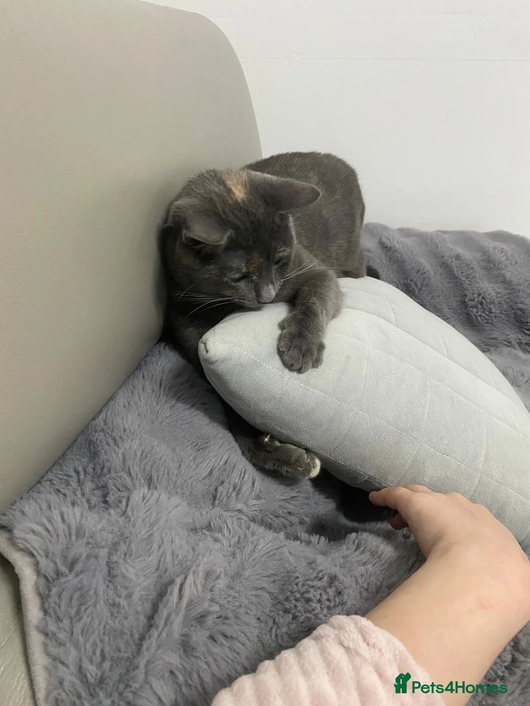 Mixed Breed cats for sale: 1 Year Old Friendly Mixed Breed Cat for Rehoming - Advert 2