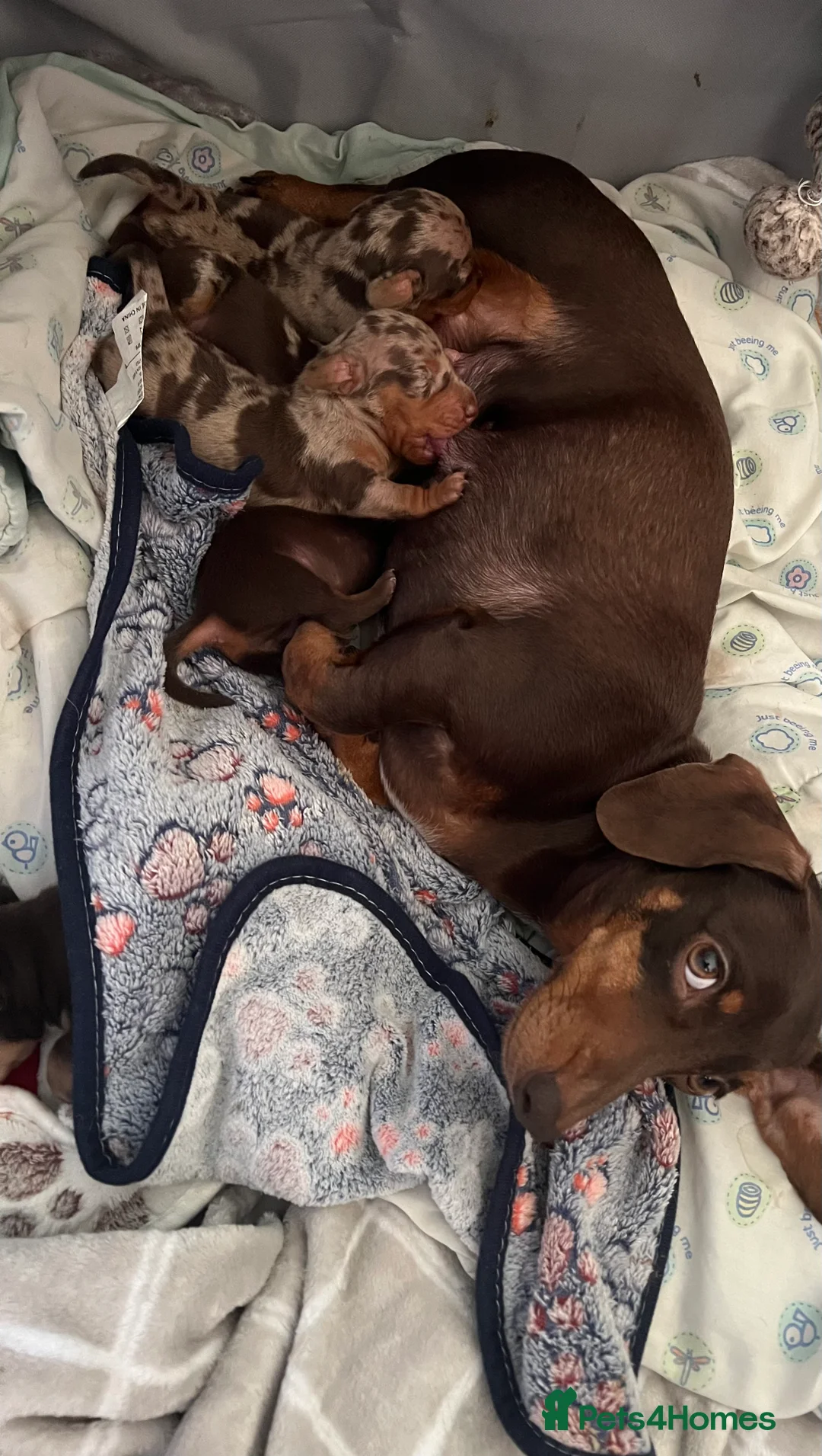 Miniature Dachshund dogs for sale: Stunning Miniature Dachshund Puppies! - Advert 12