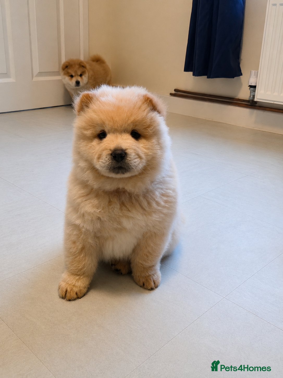 Chow Chow dogs 🐾Tiny trouble makers, ready to rule your home🐻 - Advert 1