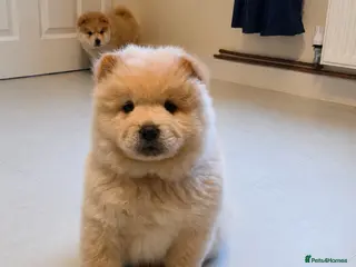Chow Chow dogs 🐾Tiny trouble makers, ready to rule your home🐻 - Advert 1