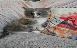 Maine Coon cats for sale: Maine Coon kittens available Chunky and confident - Image 7