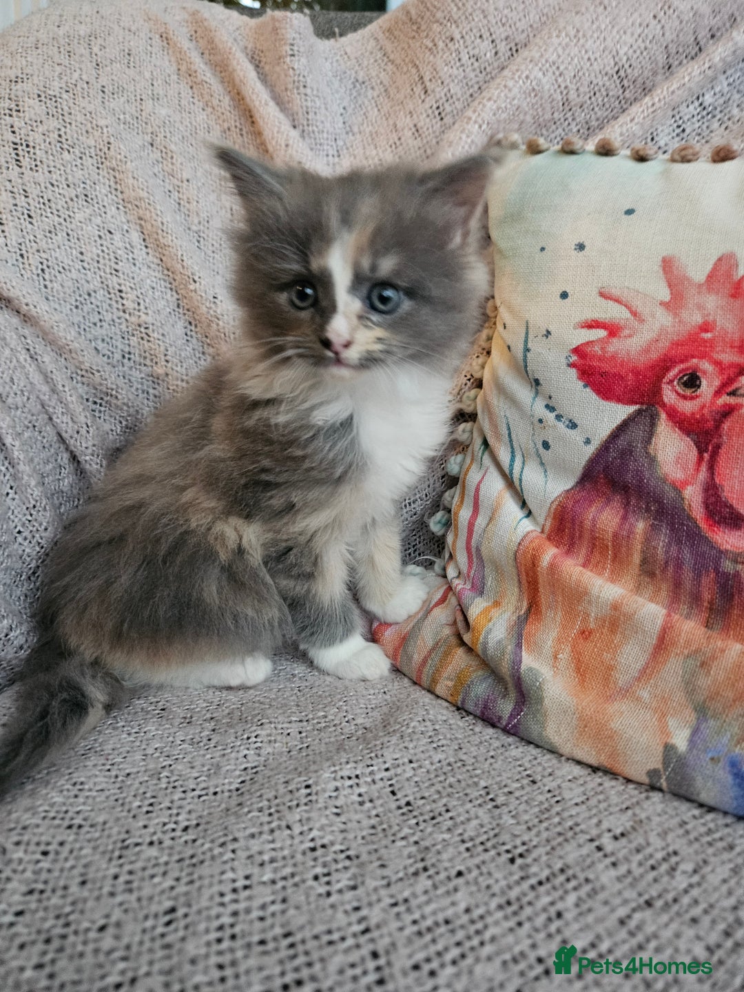 Maine Coon cats for sale: Maine Coon kittens available Chunky and confident - Image 7