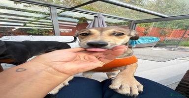 Mixed Breed dogs - Advert 3