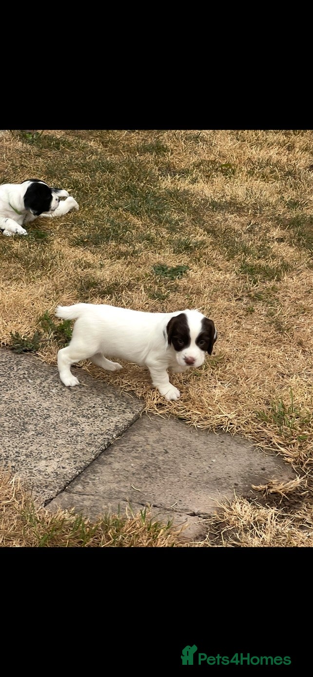 English Springer Spaniel dogs Championship Bred, Fully Health Tested Workers - Advert 2