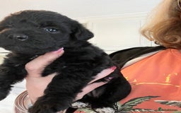 Miniature Schnauzer dogs for sale: 🐾🤎🐶Cavaschnauzer-Pups🐶🤎🐾 - Image 19