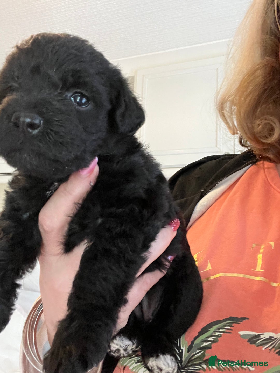 Miniature Schnauzer dogs for sale: 🐾🤎🐶Cavaschnauzer-Pups🐶🤎🐾 - Image 19