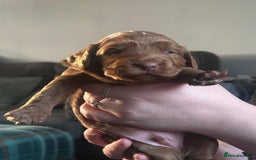 Cocker Spaniel dogs for sale: Cocker spaniel puppies  - Advert 5