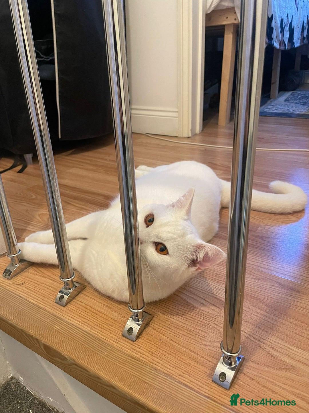 British Shorthair cats for sale: Our Precious Snowy – British Shorthair 💛 - Advert 5