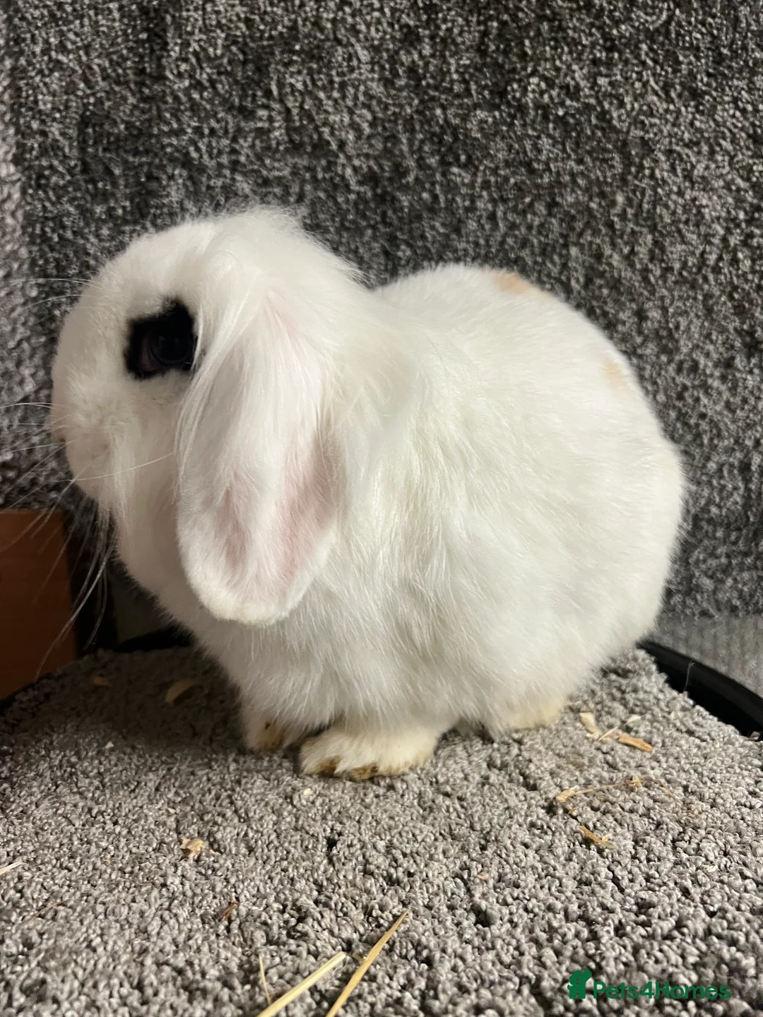 Mini Lion Lop rabbits for sale: Mini lion lop babies - Advert 5
