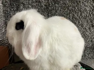 Mini Lion Lop rabbits Mini lion lop babies - Advert 8