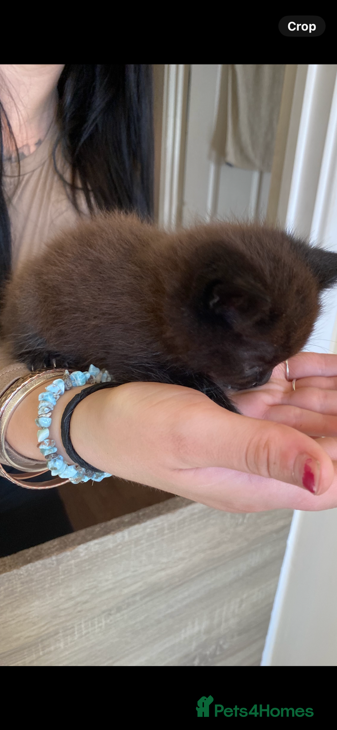 British Longhair cats for sale: 8 fluffy kittens  - Image 7