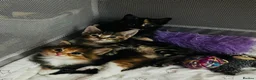 Mixed Breed cats for sale: Fantastic Four - Advert 13