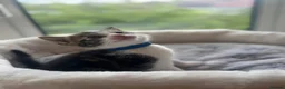 Mixed Breed cats for sale: Gorgeous kittens looking for forever home  - Advert 11