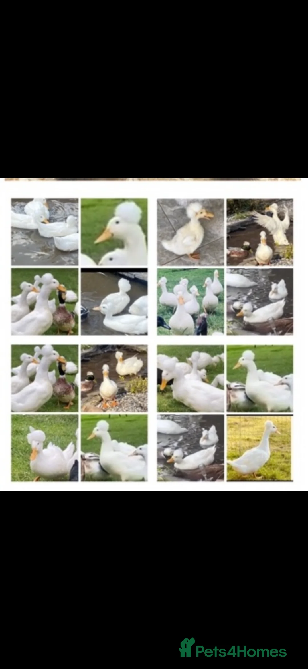 Ducks poultry for sale: Crested white and Cayuga hatching duck eggs x 6 - Advert 2