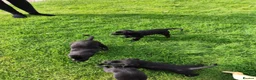 Labrador Retriever dogs for sale: Labrador pups  in Inverurie - Advert 18