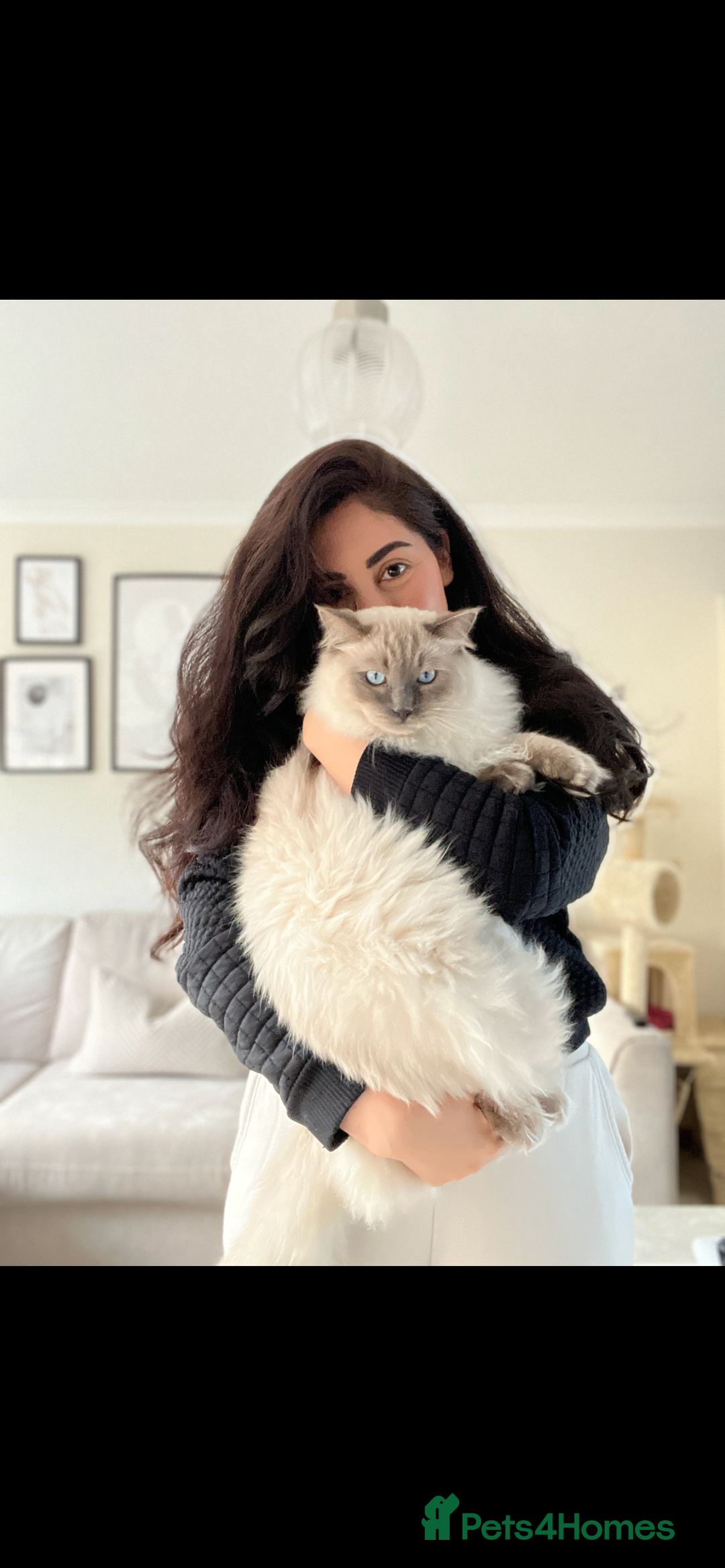 Ragdoll cats for sale: Ragdoll for rehome  - Advert 5