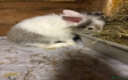 Mini Lop rabbits for sale: New litter added, angora/lionhead bunny rabbits  - Image 13