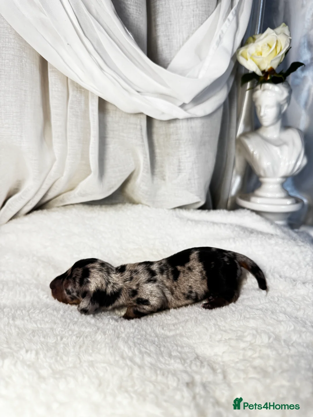Miniature Dachshund dogs for sale: MINI DACHSHUND PUPPIES💕 KC REGISTERED/PRA CLEAR  - Advert 16