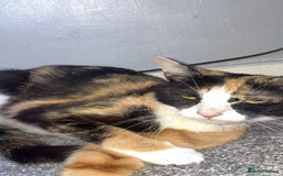 Mixed Breed cats for sale: Calico female  - Image 3
