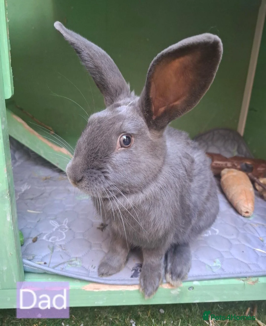Mixed Breed rabbits for sale: Baby rabbits - Advert 19