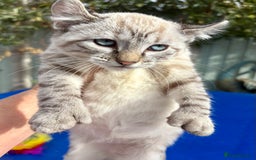 Bengal cats for sale: Gob smacking rare kittens  - Image 13