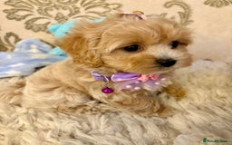 Maltipoo dogs for sale: ADORABLE F1 MALTIPOO PUPPIES DNA TESTED  - Image 2