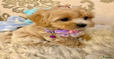 Maltipoo dogs - Advert 6