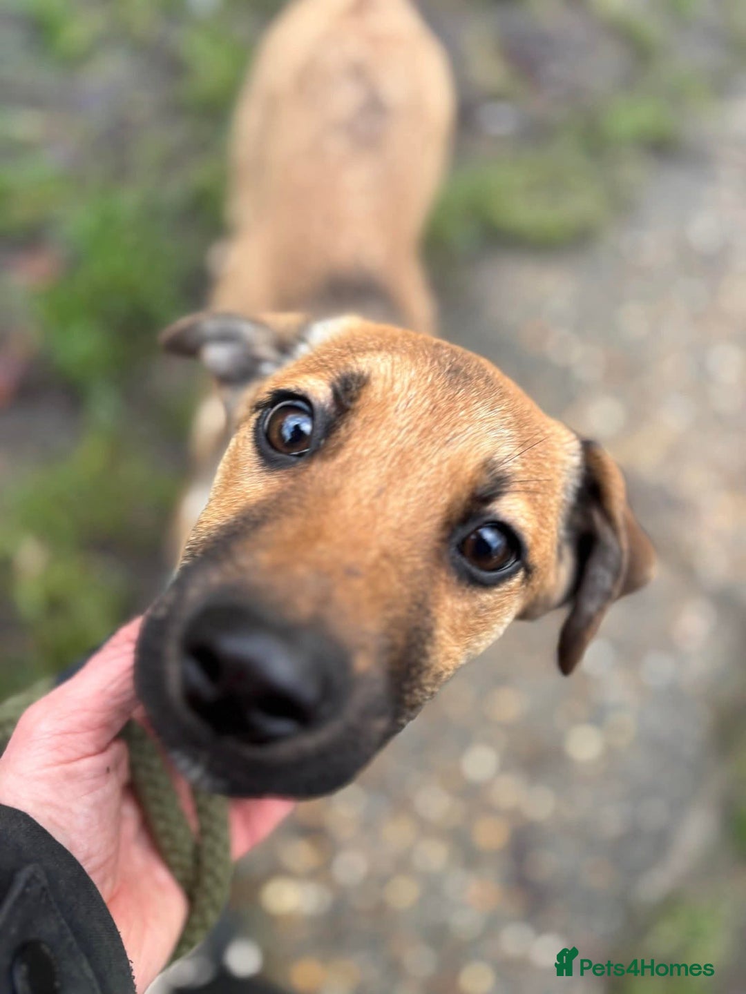 Mixed Breed dogs for adoption: 💕 Sora - Advert 2