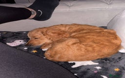 Cockapoo dogs for sale: Male cockapoo puppy for sale - Image 3