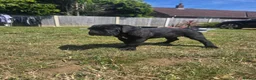 Cane Corso dogs for sale: Absolutely stunning huge cane corso puppies  - Advert 4
