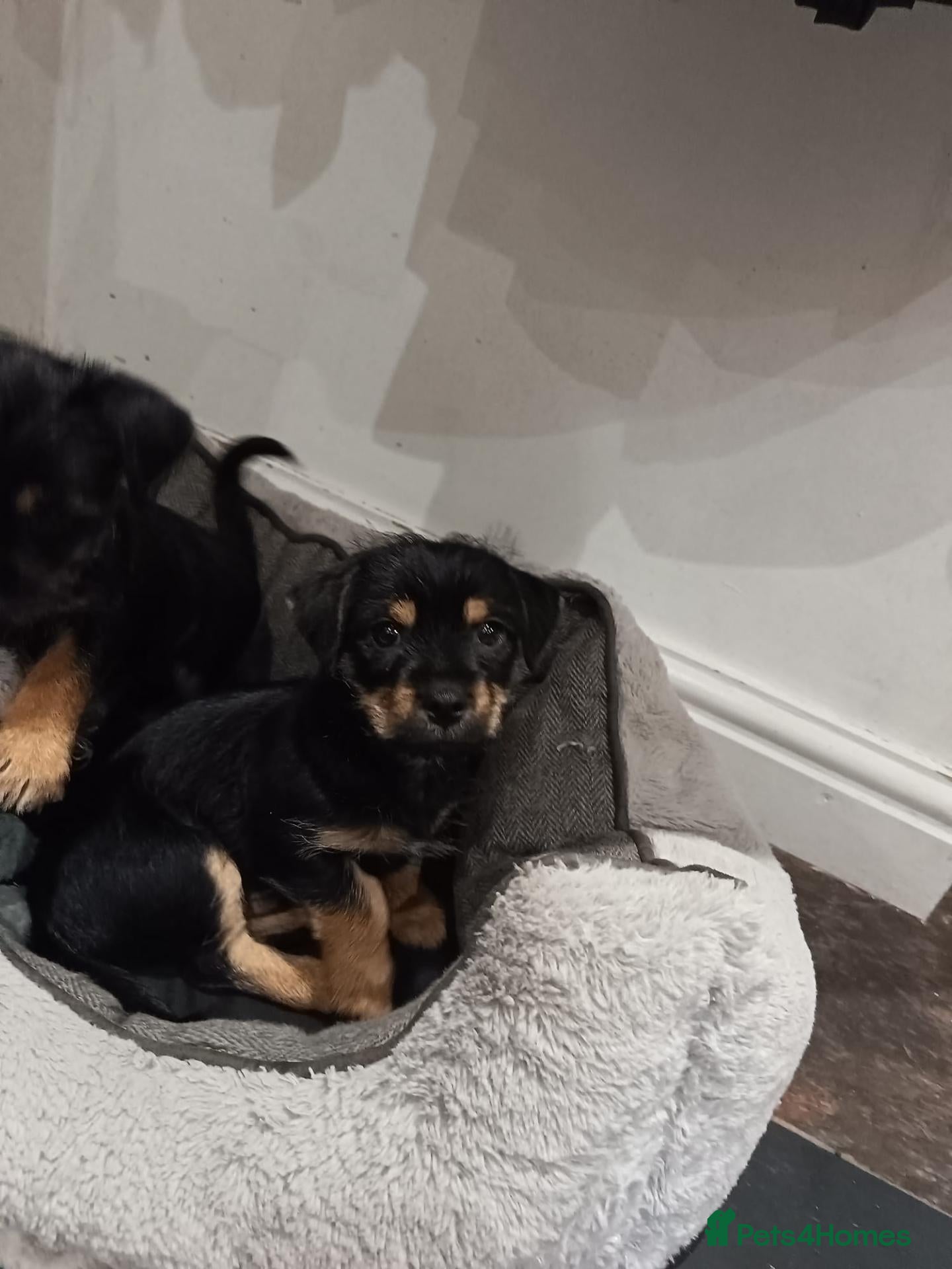 Chorkie dogs Chorkie puppies 🐶 last little boy Bobby - Advert 3