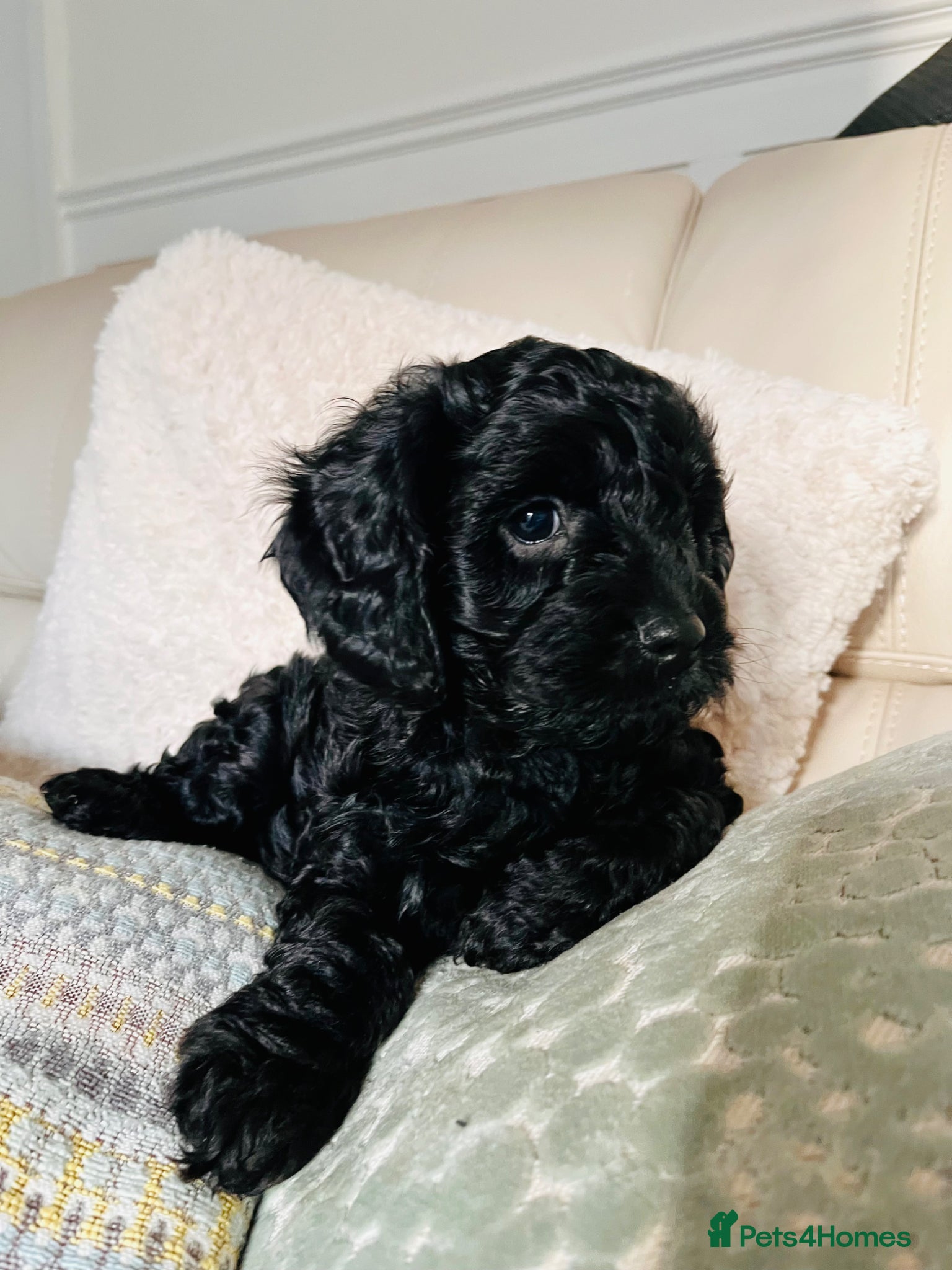 Cavapoo dogs Beautiful F1 Cavapoo puppies ONLY ONE LEFT! - Advert 1