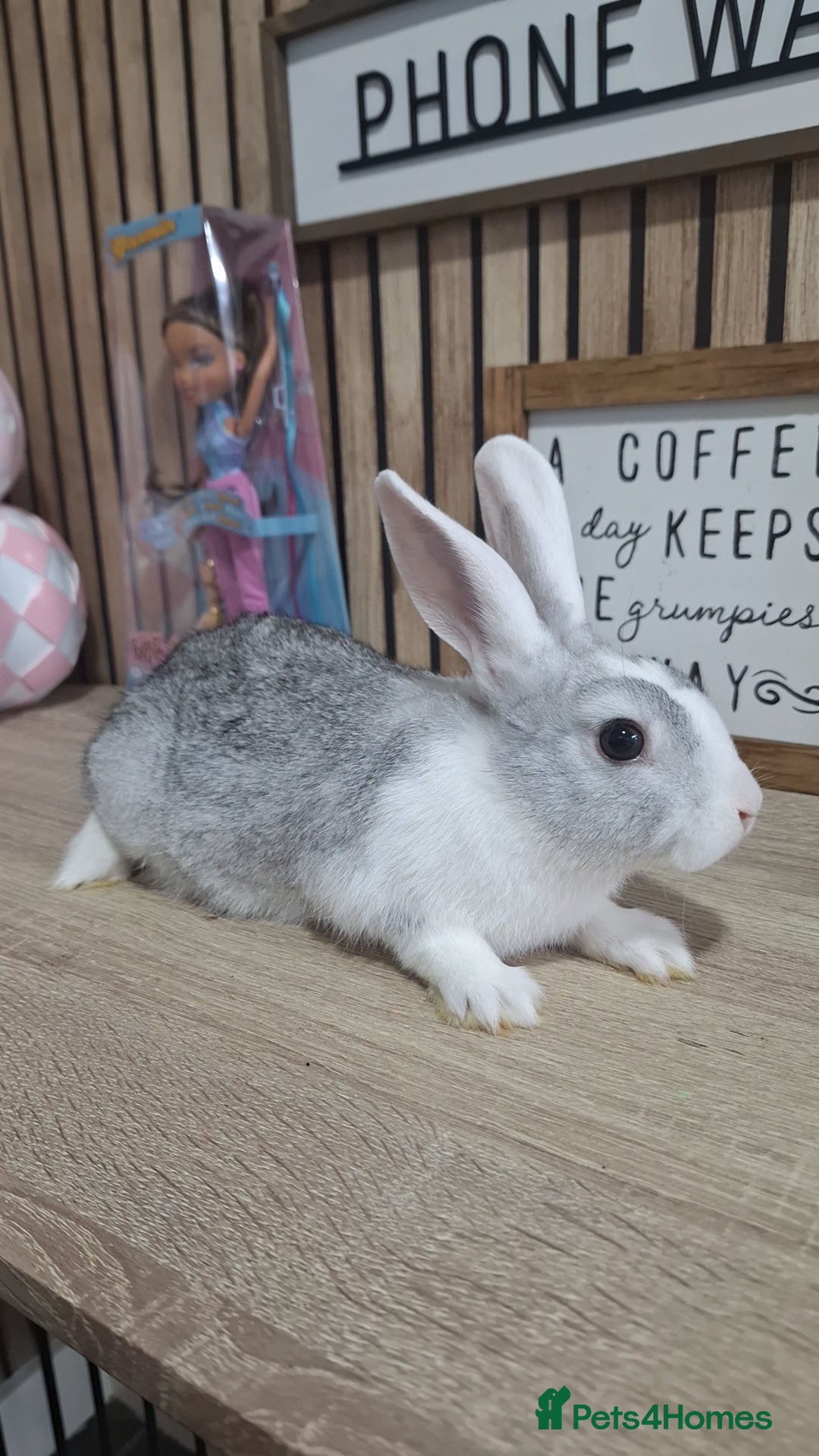 Mixed Breed rabbits Mini Rex Baby Rabbits Ready Now  - Advert 7
