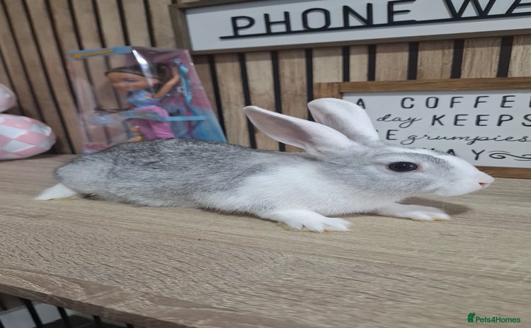 Mixed Breed rabbits - Advert 14