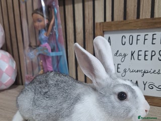 Mixed Breed rabbits - Advert 19