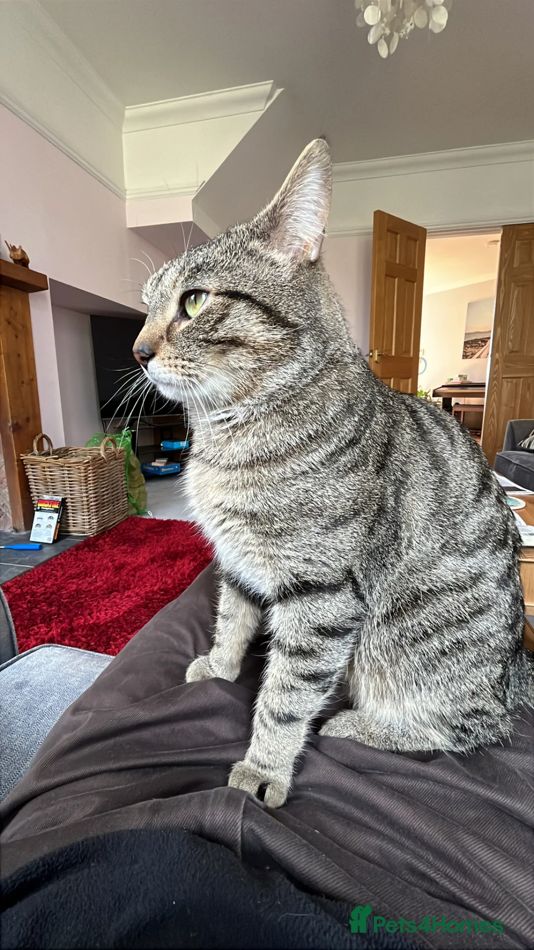Domestic Shorthair cats for sale: Domestic short hair indoor male tabby cat - Advert 6
