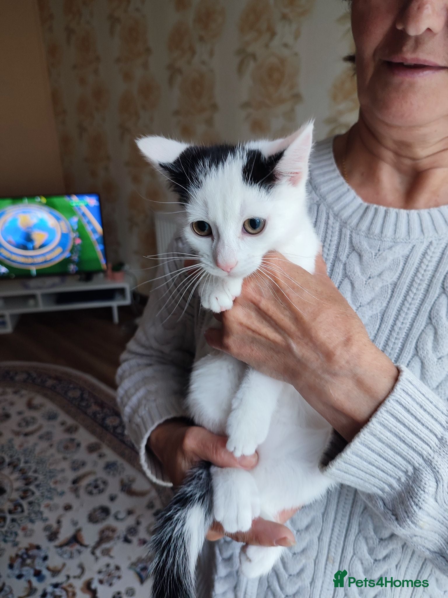 Mixed Breed cats 2 Kittens Ready for New Homes, 10 Weeks Old - Advert 2
