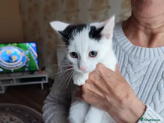 Mixed Breed cats 2 Kittens Ready for New Homes, 10 Weeks Old - Advert 2