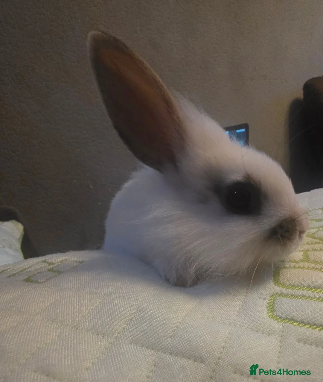 Lionhead rabbits for sale: Last sister left rest given to family members  in Huntingdon - Advert 3