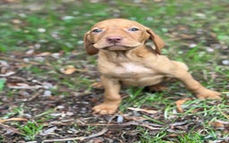 Hungarian Vizsla dogs for sale: PEDIGREE VIZSLA PUPS HIP & ELBOW TESTED PARENTS   - Image 16