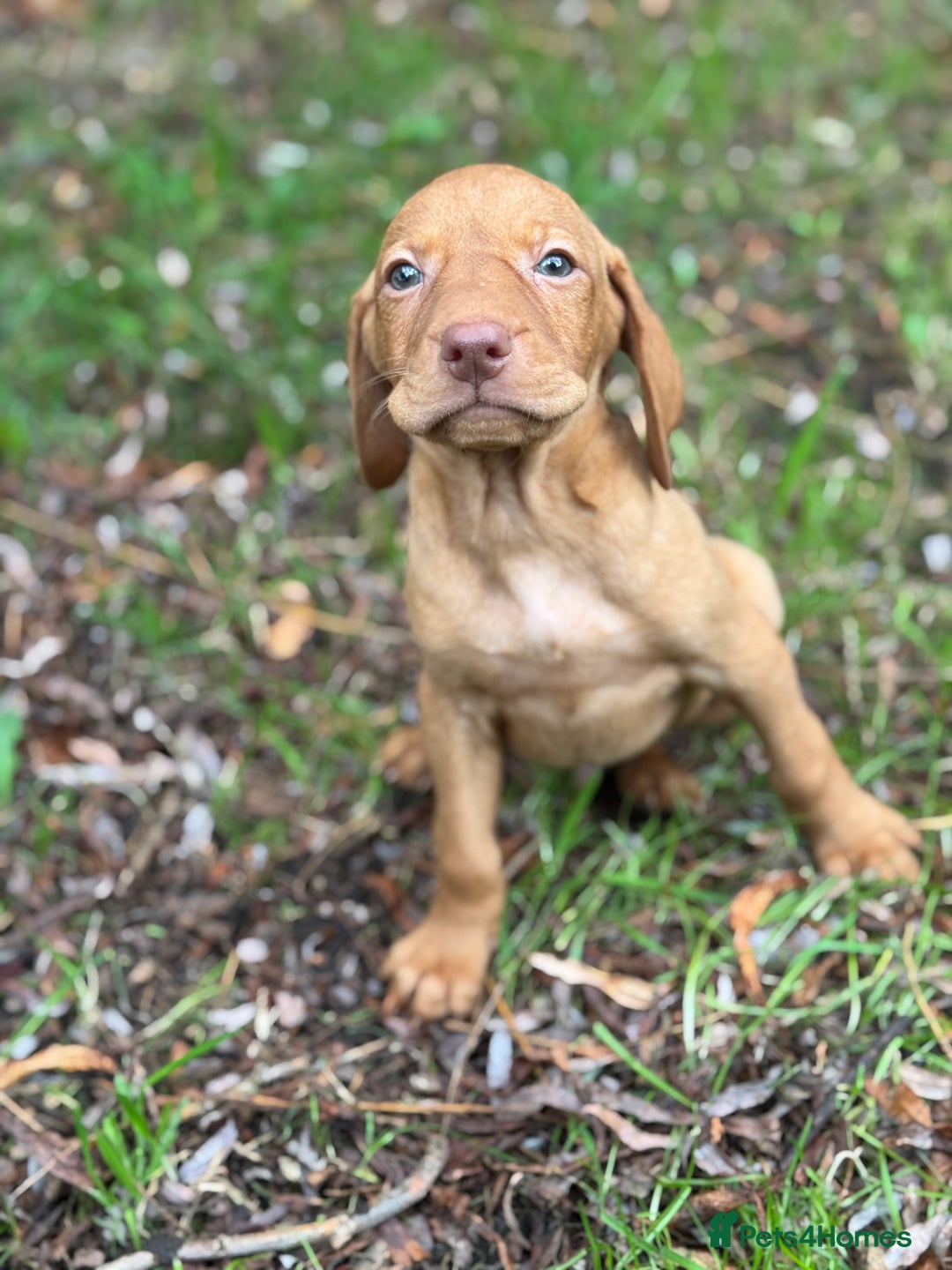 Hungarian Vizsla dogs for sale: PEDIGREE VIZSLA PUPS HIP & ELBOW TESTED PARENTS   - Image 16
